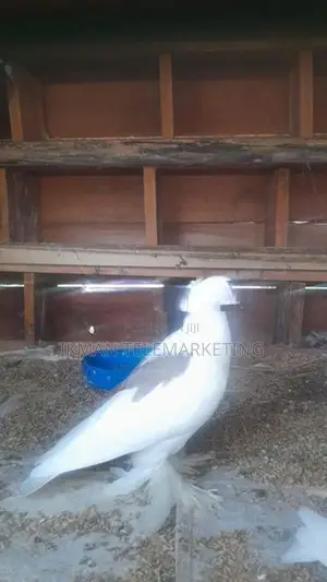 Pigeon
