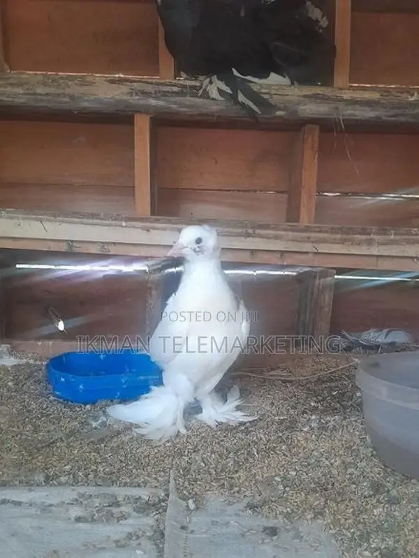 Pigeon