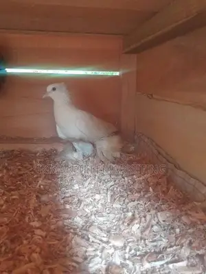 Pigeon