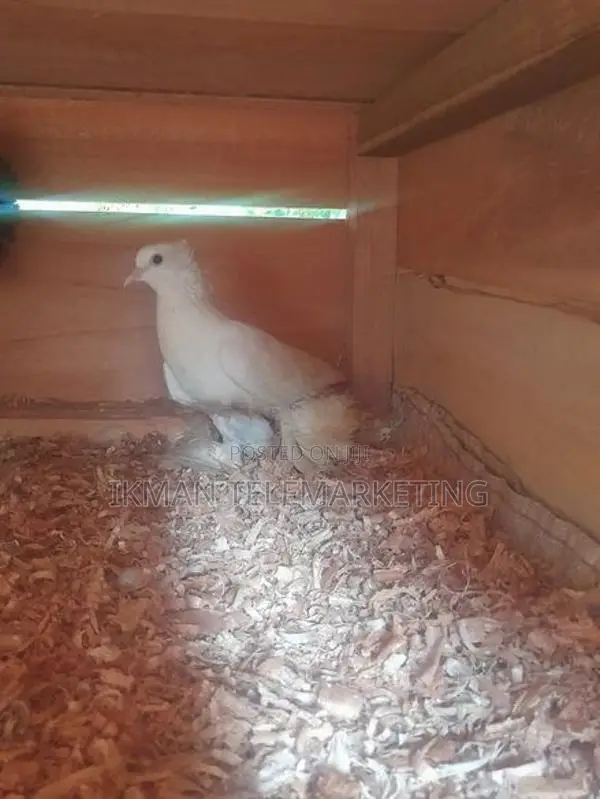 Pigeon