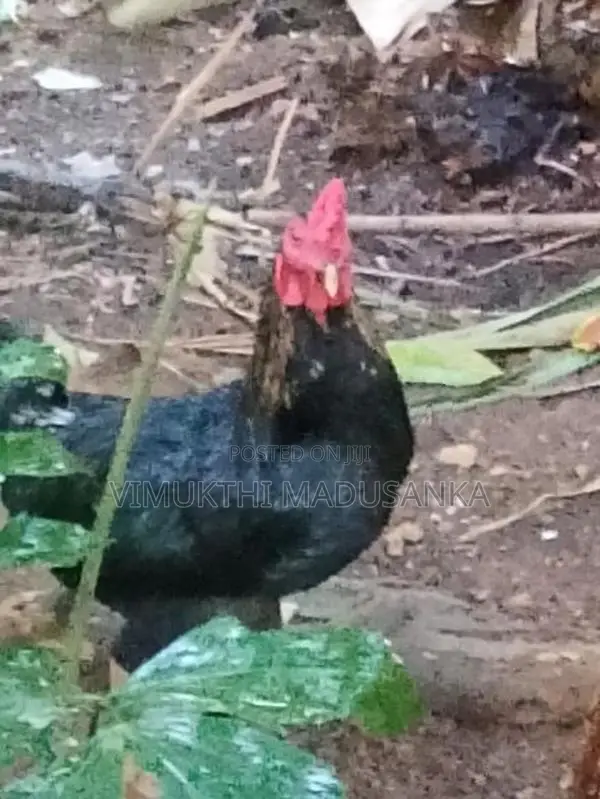 Gam Kukulan