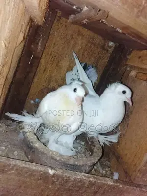Pigeons