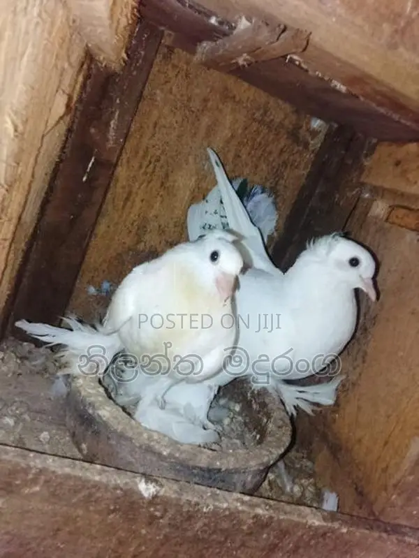 Pigeons