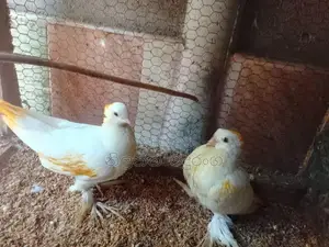Pigeons