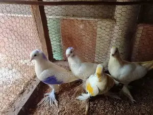 Pigeons
