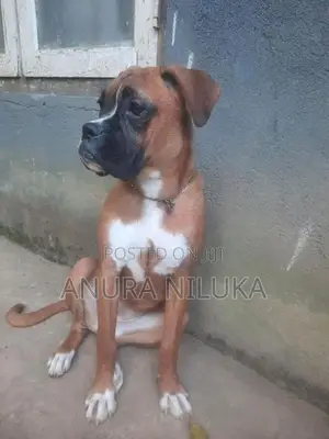 Boxer බලු පැටියෙක්