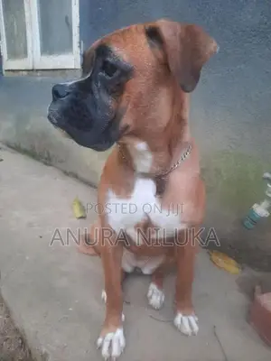 Boxer බලු පැටියෙක්