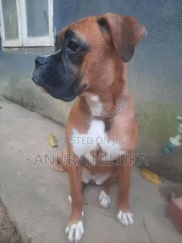 Boxer බලු පැටියෙක්