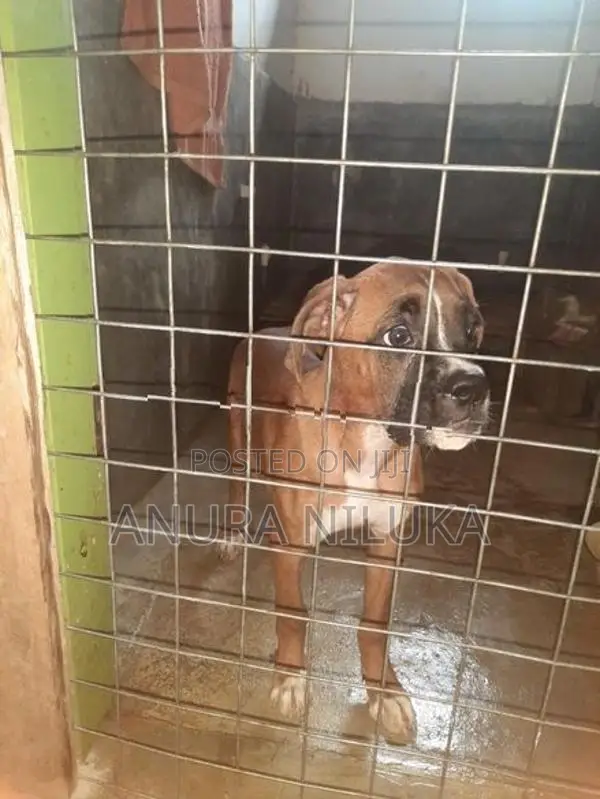 Boxer බලු පැටියෙක්
