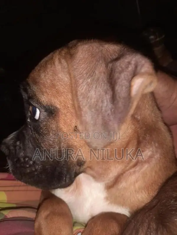 Boxer බලු පැටියෙක්