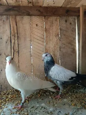 Pigeons