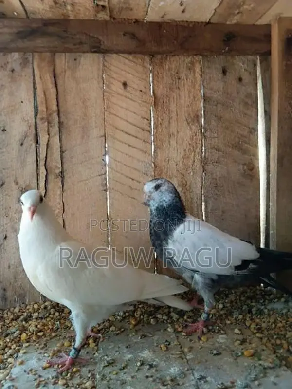 Pigeons