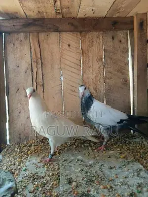 Pigeons