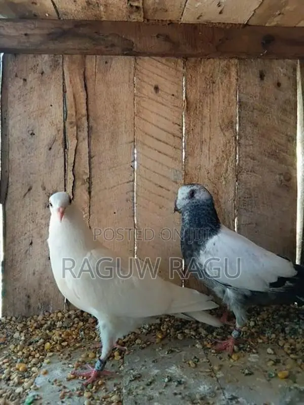 Pigeons