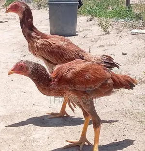 Aseel Rooster Chicks