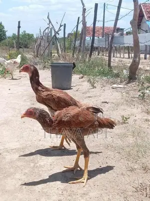 Aseel Rooster Chicks