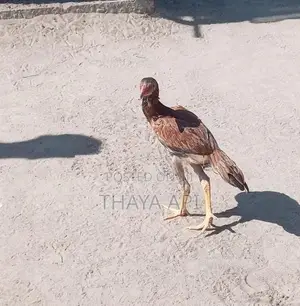 Aseel Rooster Chicks
