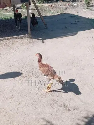 Aseel Rooster Chicks