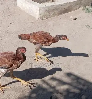 Aseel Rooster Chicks