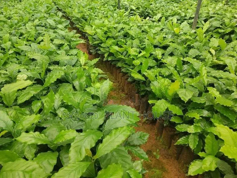 ලක්පැරකුම් ඇරබිකා කෝපි පැළ ( Lakperakum Arabica Coffee Plants )