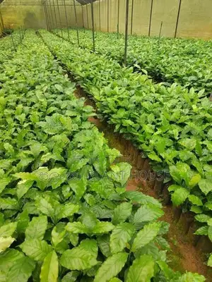 ලක්පැරකුම් ඇරබිකා කෝපි පැළ ( Lakperakum Arabica Coffee Plants )