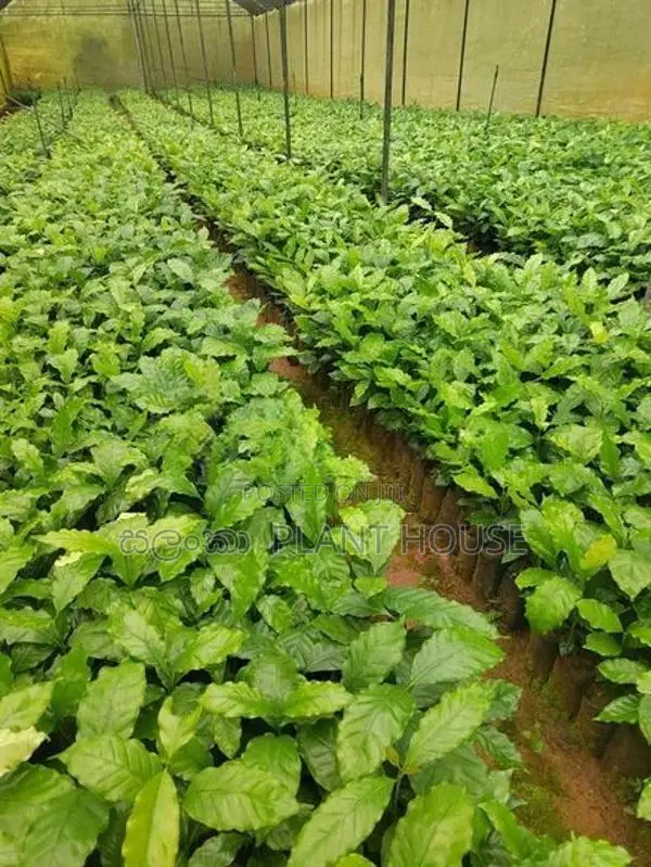 ලක්පැරකුම් ඇරබිකා කෝපි පැළ ( Lakperakum Arabica Coffee Plants )