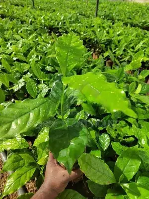 ලක්පැරකුම් ඇරබිකා කෝපි පැළ ( Lakperakum Arabica Coffee Plants )