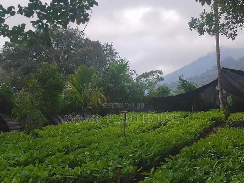 ලක්පැරකුම් ඇරබිකා කෝපි පැළ ( Lakperakum Arabica Coffee Plants )
