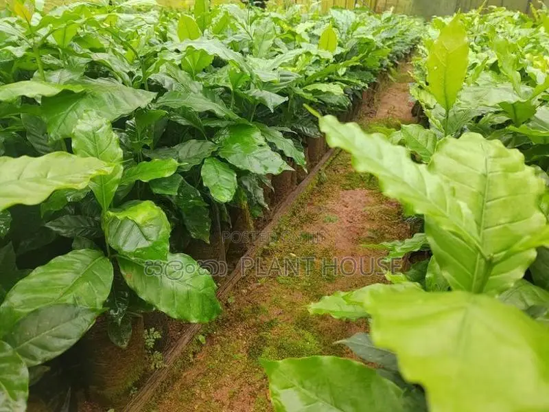 ලක්පැරකුම් ඇරබිකා කෝපි පැළ ( Lakperakum Arabica Coffee Plants )