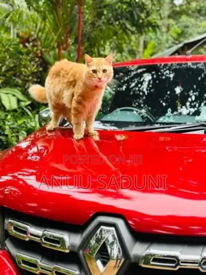 Persian Male Cat For Crossing