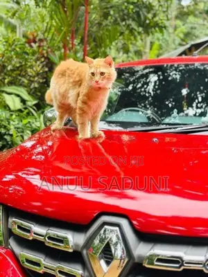 Persian Male Cat For Crossing