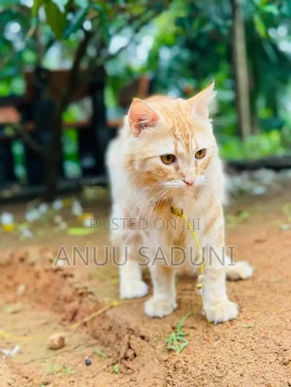 Persian Male Cat For Crossing