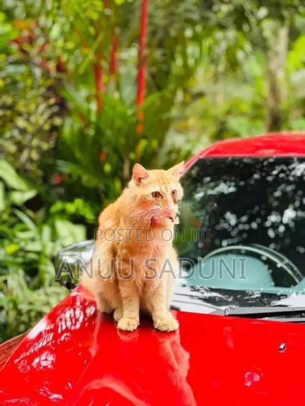Persian Male Cat For Crossing