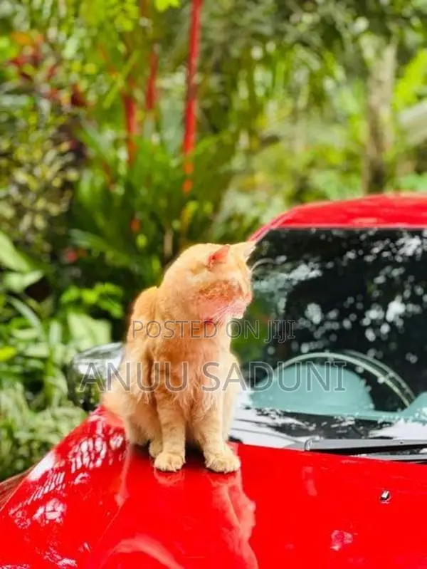 Persian Male Cat For Crossing
