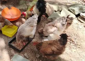 Brahma Chicken