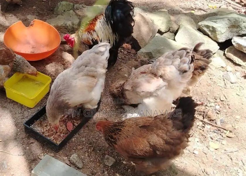 Brahma Chicken