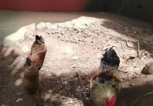 Brahma Chicken