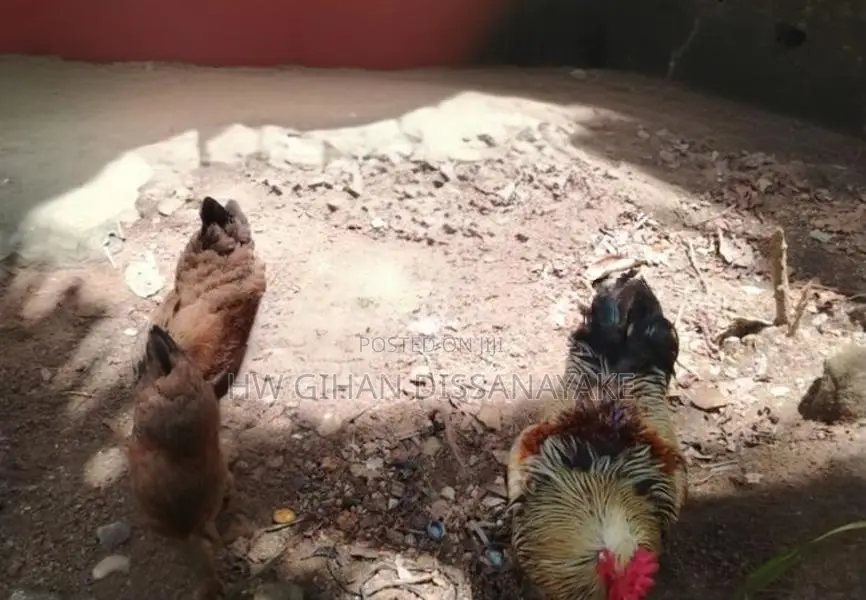 Brahma Chicken