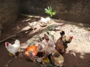 Brahma Chicken