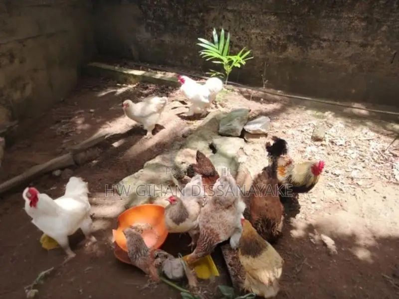 Brahma Chicken