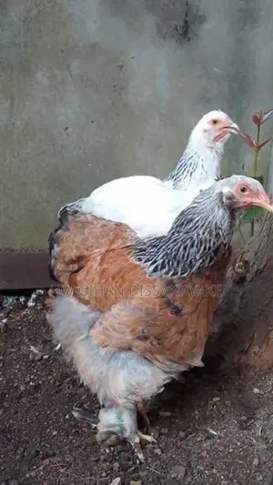 Brahma Chicken