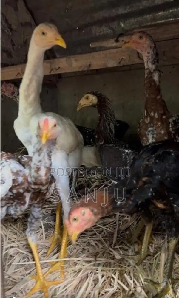 කුකුලන්