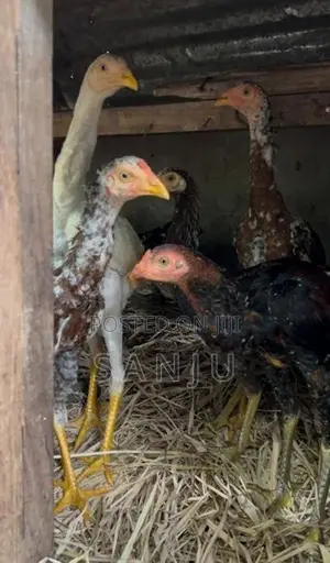 කුකුලන්