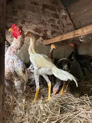 කුකුලන්