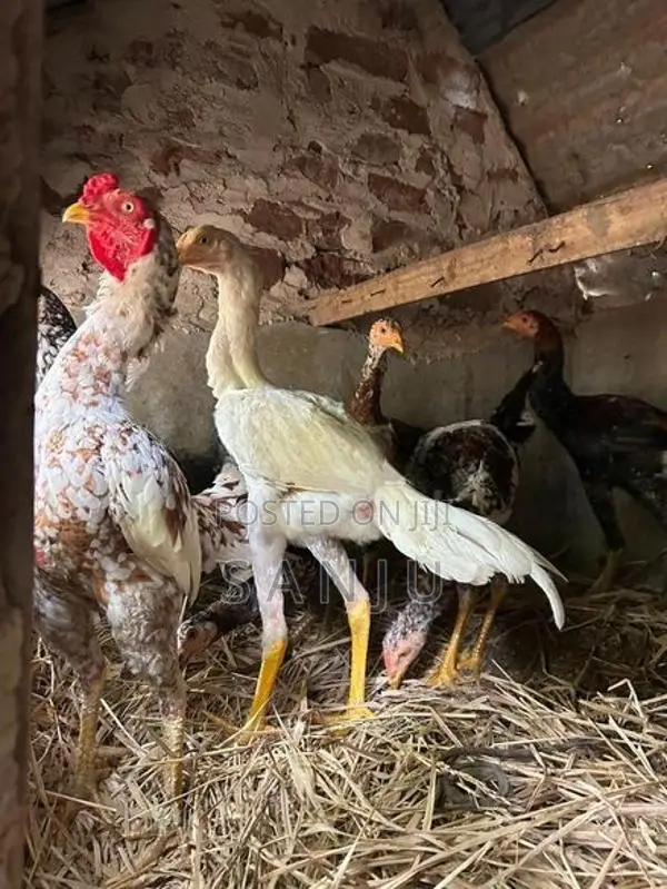 කුකුලන්