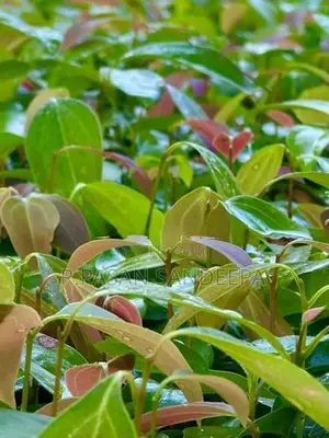 කුරුදු පැළ