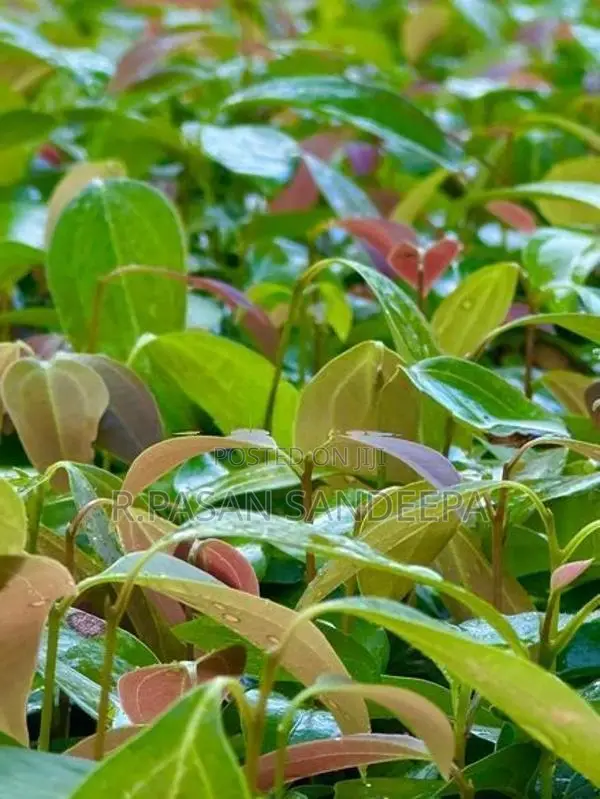 කුරුදු පැළ