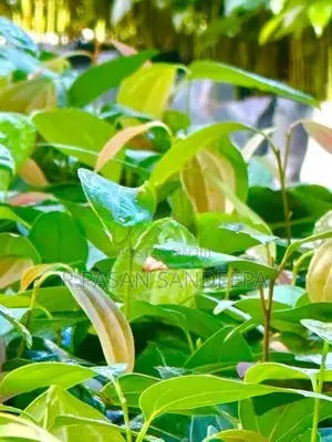 කුරුදු පැළ