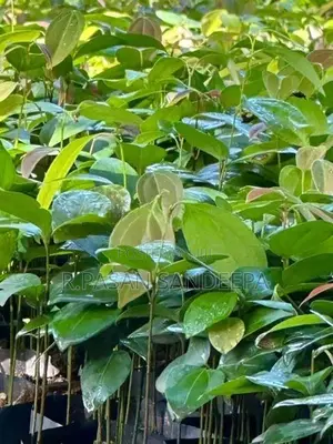 කුරුදු පැළ