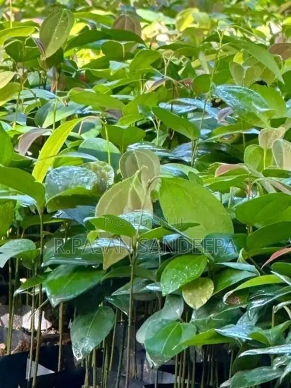 කුරුදු පැළ